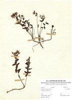 藏品(玉山金絲桃)的圖片